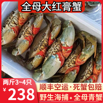 Three-door wild blue crab live full mother red paste mother crab extra-large butter crab crab Guangzhou 2 catties 3-4 only