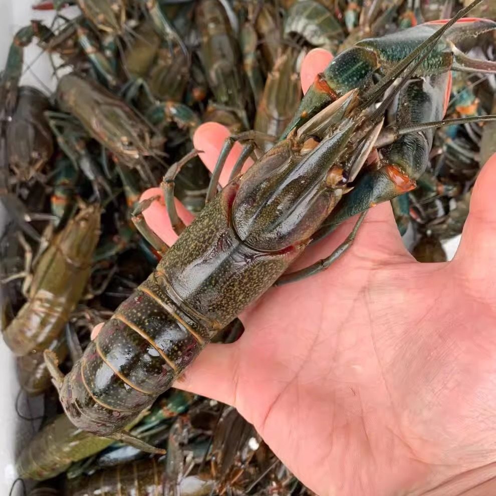 5斤装澳洲小龙虾鲜活蓝龙虾淡水养殖1-3两超大特大活龙虾顺丰包邮,淘宝优惠券,粉丝福利购,淘宝优惠卷
