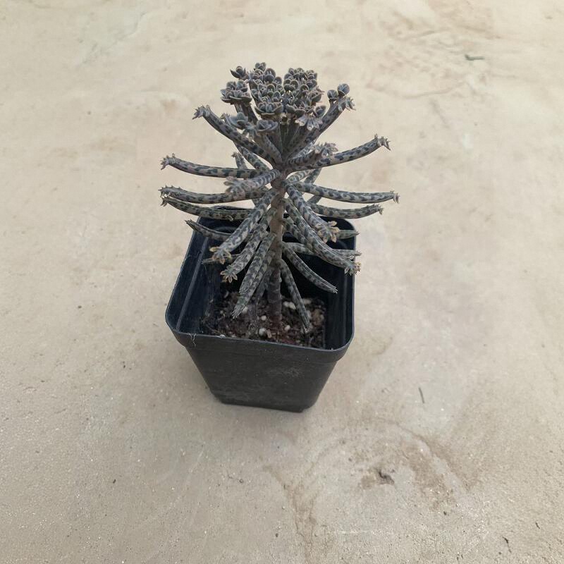 宽叶羽叶窄叶棒叶不死鸟锦防辐射落地生根多肉蕾丝公主耐旱盆栽,淘宝优惠券,粉丝福利购,淘宝优惠卷