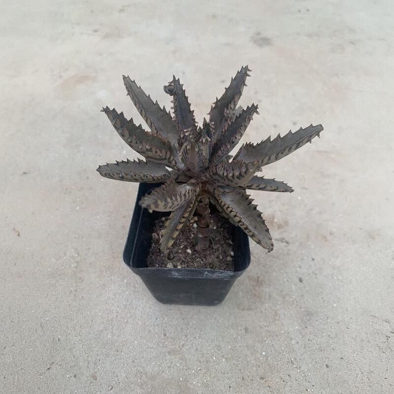 宽叶羽叶窄叶棒叶不死鸟锦防辐射落地生根多肉蕾丝公主耐旱盆栽,淘宝优惠券,粉丝福利购,淘宝优惠卷