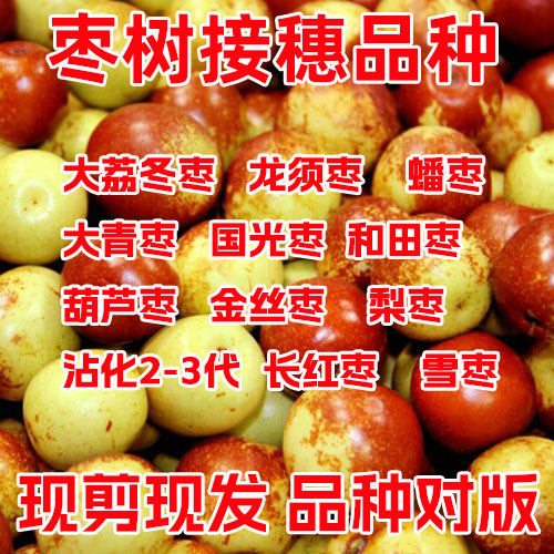 嫁接接穗23代沾化大荔冬枣葫芦枣蟠龙须枣马牙枣树冰糖枣子树枝条 - 图0