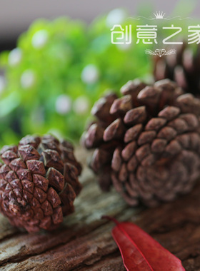 天然干果小松果摆设道具拍摄