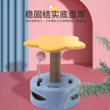 Котенок кошка скалолаза