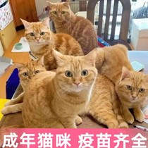 Adult Cat Chinese Fields Garden Cat Youth Cat Living Catch Cat Kitty Orange Cat White Cat cat home-bred cow cat