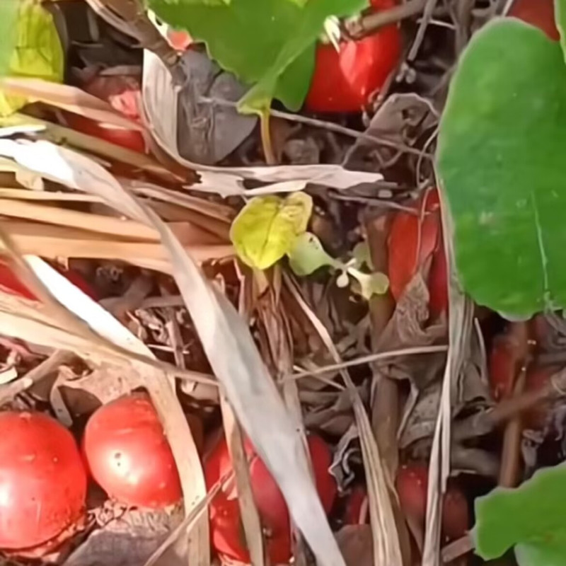 云贵川野地瓜藤苗地石榴藤苗地果儿时味道四川地枇杷根盆栽香地瓜,淘宝优惠券,粉丝福利购,淘宝优惠卷