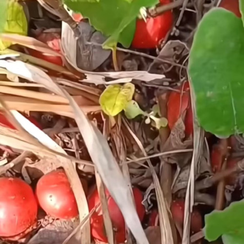 云贵川野地瓜藤苗地石榴藤苗地果儿时味道四川地枇杷根盆栽香地瓜 - 图0