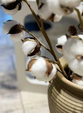 新疆棉花干花纯天然真花卧室客厅玄关装饰ins摆件超饱满
