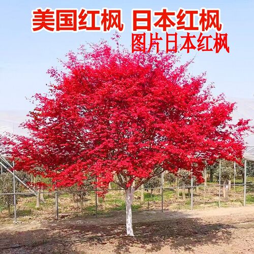 红枫树苗红舞姬中国红日本红美国红枫庭院别墅风景树四季盆栽地栽 - 图1