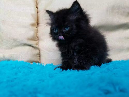 招财猫 全黑公猫 曼基康长腿DD  拿破仑曼奇金正常腿 可爱大眼猫 - 图3