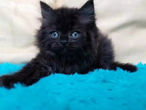 招财猫 全黑公猫 曼基康长腿DD  拿破仑曼奇金正常腿 可爱大眼猫 - 图1
