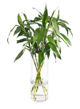 花瓶摆件客厅插花透明小玻璃瓶水养宽口网红大富贵竹直筒大号落地