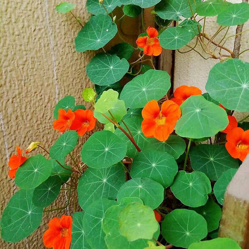 旱金莲盆栽旱荷花金莲花室内阳台开花花卉观花植物四季种易活带花 - 图3