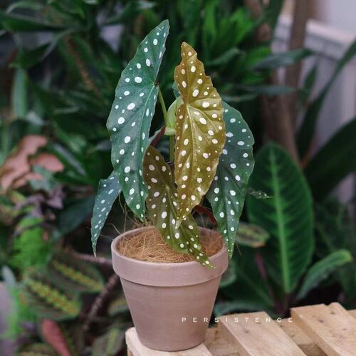 粉旗鱼秋海棠鳟鱼海威进口 ins风网红绿植盆栽室内阳欧式植物花卉 - 图2