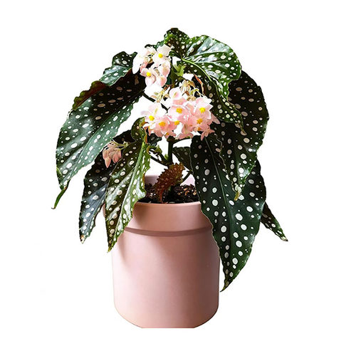 粉旗鱼 秋海棠 ins风网红绿植盆栽室内阳欧式植物花卉 教师节礼物 - 图3