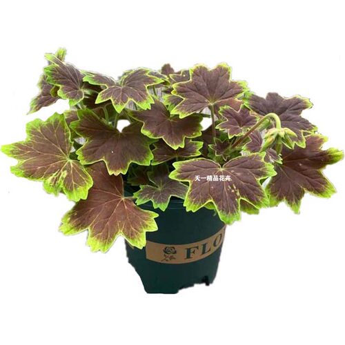 枫叶天竺葵经典百年温哥华观叶新品弗兰克三色旗苗盆栽植物木本 - 图3