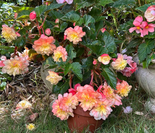 进口欧洲 雅典娜海棠 景观海棠 超级耐寒耐热花期长盆栽庭院阳台 - 图3