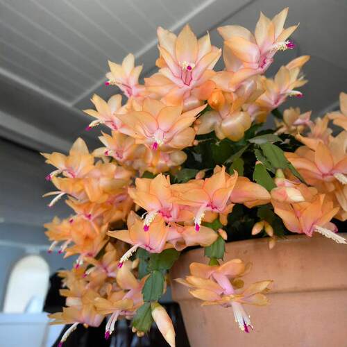 进口索菲亚黄色 粉白玛丽蟹爪兰盆栽带花苞白色室内阳台植物 - 图0