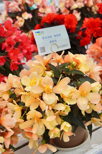 进口欧洲 雅典娜海棠 景观海棠 超级耐寒耐热花期长盆栽庭院阳台 - 图2