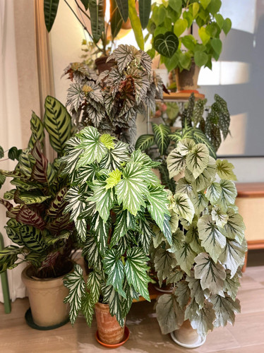 老桩 乌头杂 秋海棠盆栽室内绿植彩叶芋海芋鲜花海棠花卉水培观叶 - 图3