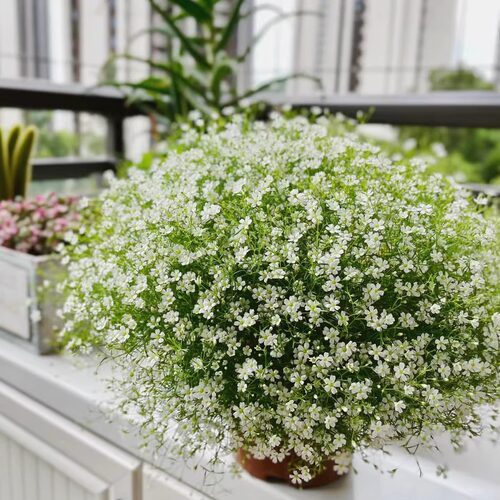 意大利吉普赛满天星花园新娘婚纱满天星鲜花盆栽带花带花阳台花卉 - 图1