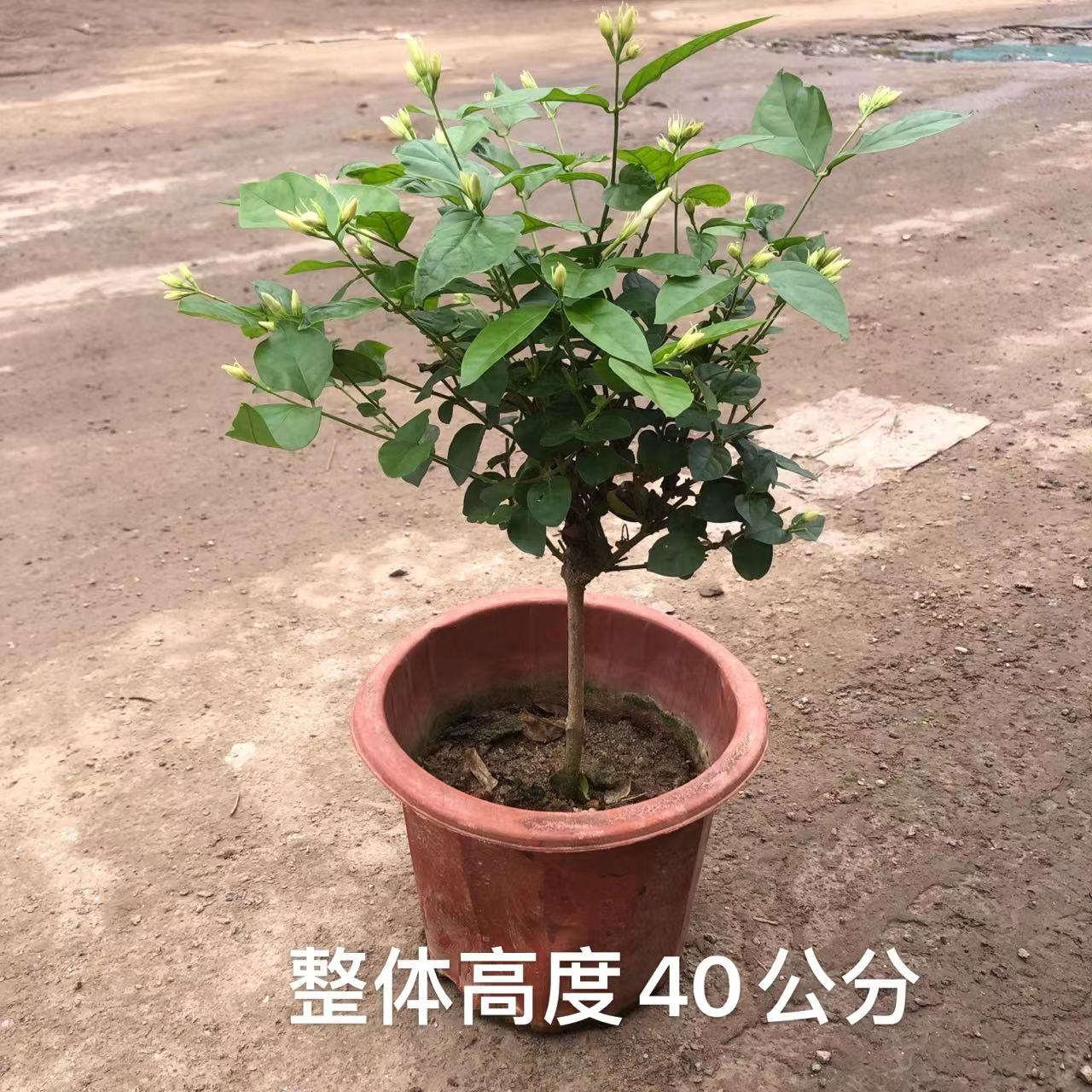 浓香型笔尖茉莉花盆栽棒棒糖室内浓香花卉重瓣老桩带花苞四季开花 - 图0