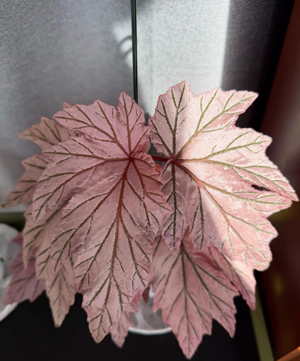 鳟鱼秋海棠粉旗鱼海威进口 ins风网红绿植盆栽室内阳欧式植物花卉,淘宝优惠券,粉丝福利购,淘宝优惠卷