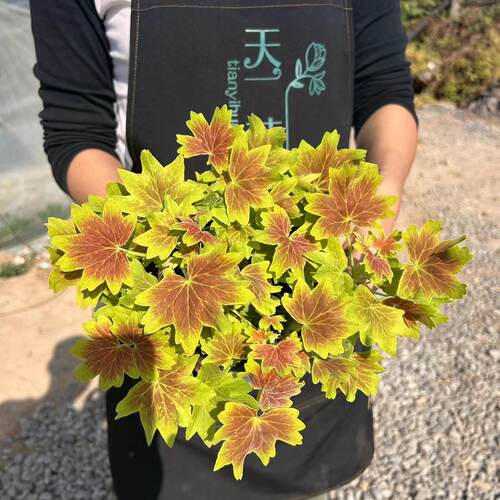 枫叶天竺葵经典百年温哥华观叶新品弗兰克三色旗苗盆栽植物木本 - 图1