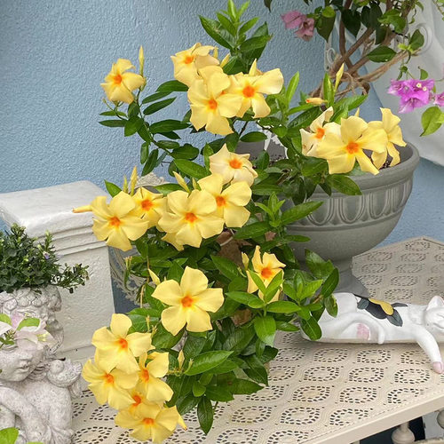 进口 稀有飘香藤爬藤植物 黄色 杏色 很勤花 阳台庭院 多年生 - 图0