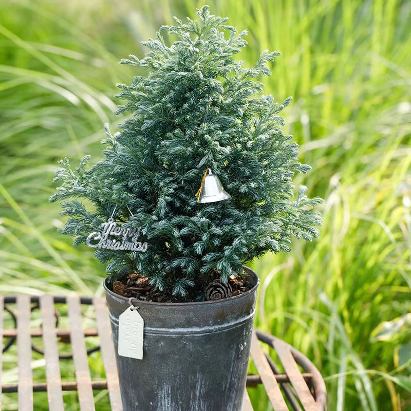 耐寒蓝湖柏蓝色波尔瓦盆栽圣诞节树室内四季常绿耐寒家居观叶植物,淘宝优惠券,粉丝福利购,淘宝优惠卷