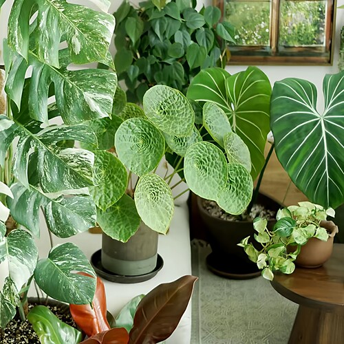 福寿秋海棠圆形叶可爱福禄耐阴 ins风室内绿植盆栽办公桌植物 - 图2
