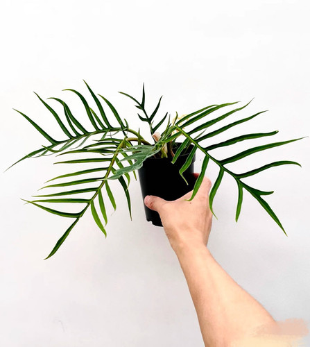 进口橙炳蔓绿绒盆栽 ins风 室内绿植好养常绿 多年生 阳台客厅 - 图2