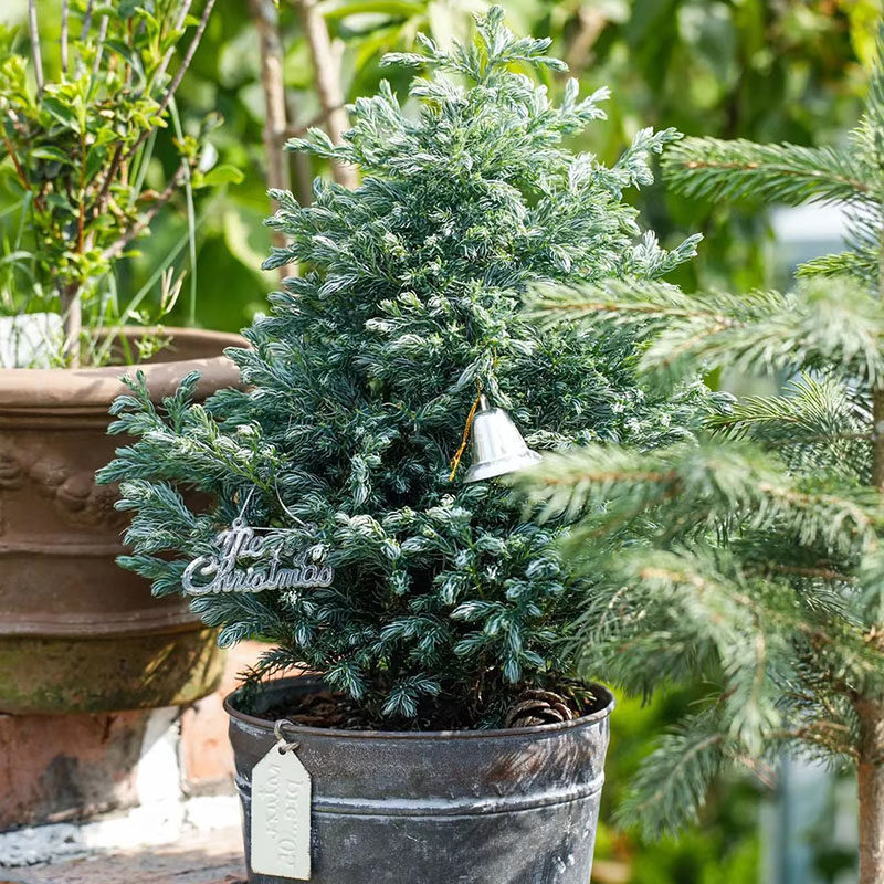 耐寒蓝湖柏蓝色波尔瓦盆栽圣诞节树室内四季常绿耐寒家居观叶植物,淘宝优惠券,粉丝福利购,淘宝优惠卷