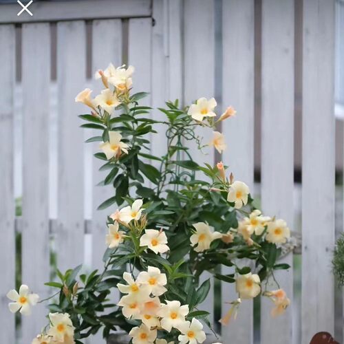 进口 稀有飘香藤爬藤植物 黄色 杏色 很勤花 阳台庭院 多年生 - 图3