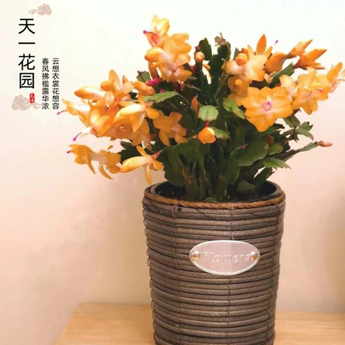 进口索菲亚黄色 粉白玛丽蟹爪兰盆栽带花苞白色室内阳台植物 - 图1