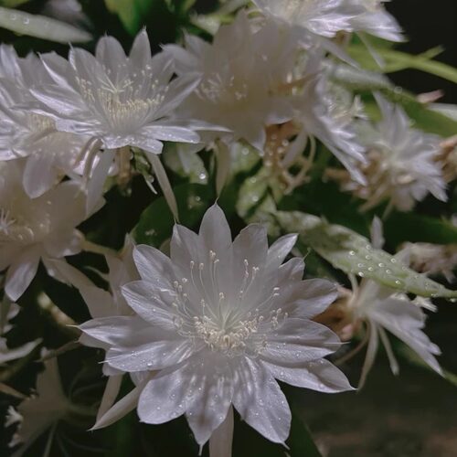 印尼小叶昙花印尼小叶昙花四季开花昙花一现浓香型原盆原土家庭 - 图0