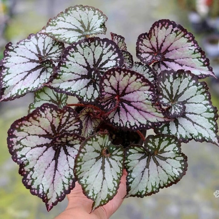 蟆叶秋海棠盆栽室内绿植彩叶芋观叶海芋热植垂丝海棠观叶植物花卉,淘宝优惠券,粉丝福利购,淘宝优惠卷