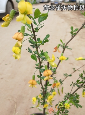 金雀梅树苗盆栽 锦鸡儿 金丝雀 黄金雀花苗盆栽花卉金雀花苗包邮
