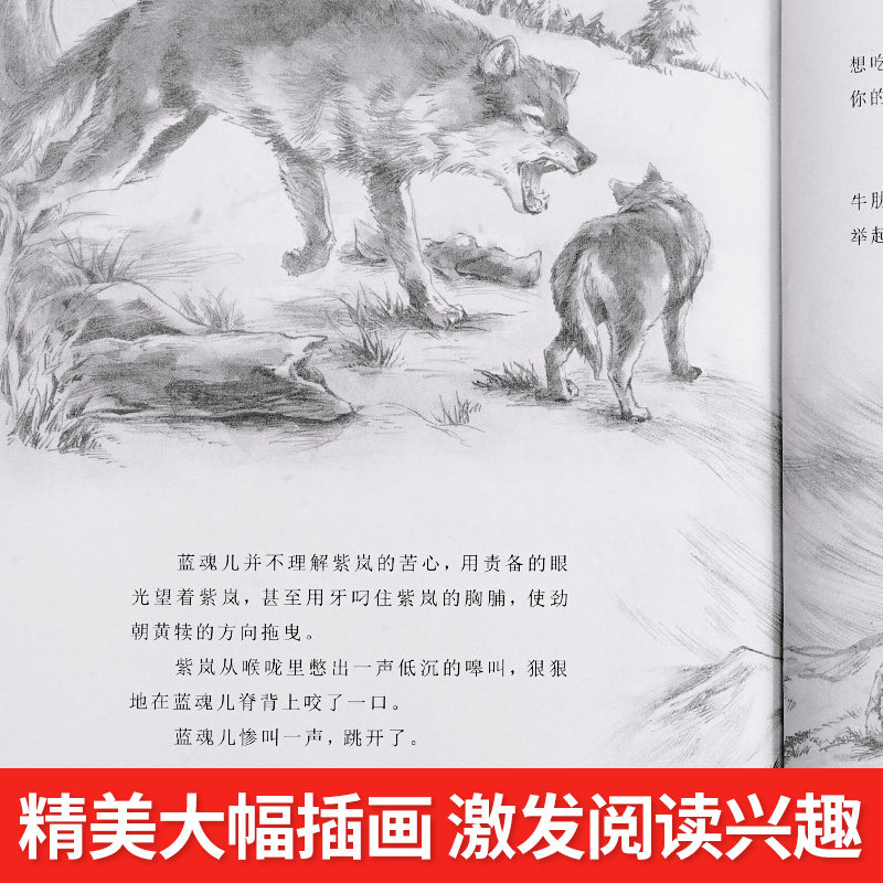 狼王梦全套正版沈石溪动物小说大王狼王梦画本珍藏版完整版漫画版小学生三四五六年级课外书8-12岁班主任推荐经典儿童文学书_虎窝淘