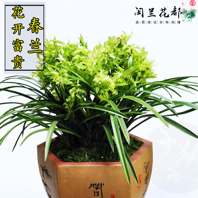 兰花苗春兰奇花花开富贵冬带花苞浓香型室内阳台庭院花卉盆栽绿植 虎窝淘