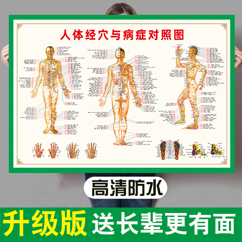 人体经络穴位标准大图挂图全身高清中医养生艾灸推拿按摩背部针灸 - 图0