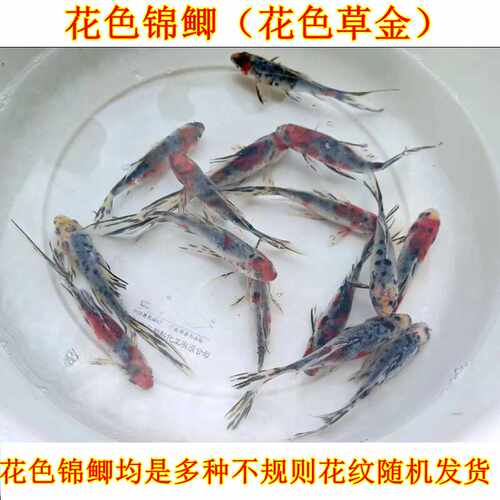 兰花草金锦鲫花色五花金鱼好养易活冷水观赏五花草金锦鲫鱼苗包邮 - 图0