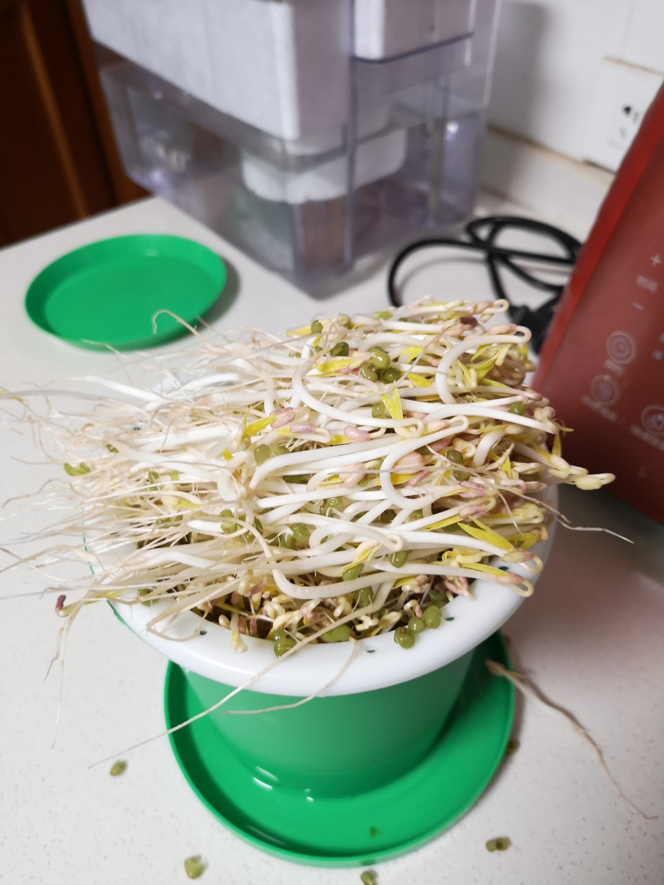 生豆芽专用黄豆绿豆小粒黑豆种子豆芽菜芽豆芽苗菜无土水培蔬菜种 - 图2