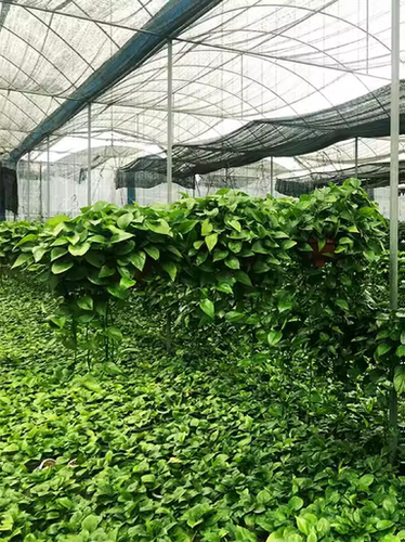 绿萝长藤大盆室内盆栽吊兰除甲醛绿箩大叶花卉水培植物客厅特大 - 图1