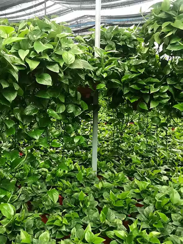 绿萝长藤大盆室内盆栽吊兰除甲醛绿箩大叶花卉水培植物客厅特大 - 图0