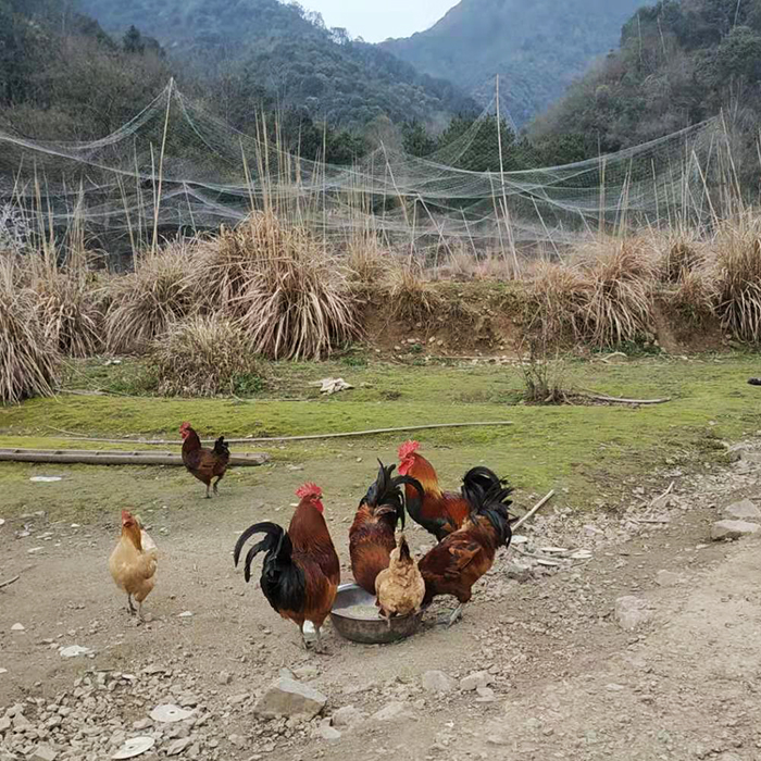 顺丰  土鸡蛋高产麻羽绿壳蛋鸡黄羽绿皮鸡蛋可孵化受精蛋的种蛋