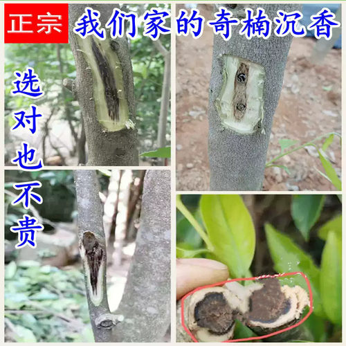 正宗奇楠沉香树苗名贵树苗越南奇楠沉香苗奇楠沉香嫁接苗绿化盆栽 - 图1