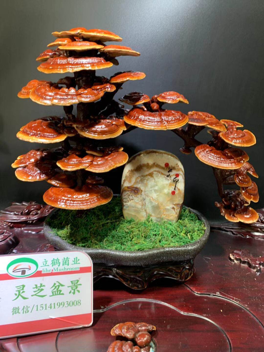 精品天然玉石摆件泰山石灵芝盆景立鹤菌业摆件灵芝真灵芝_虎窝淘