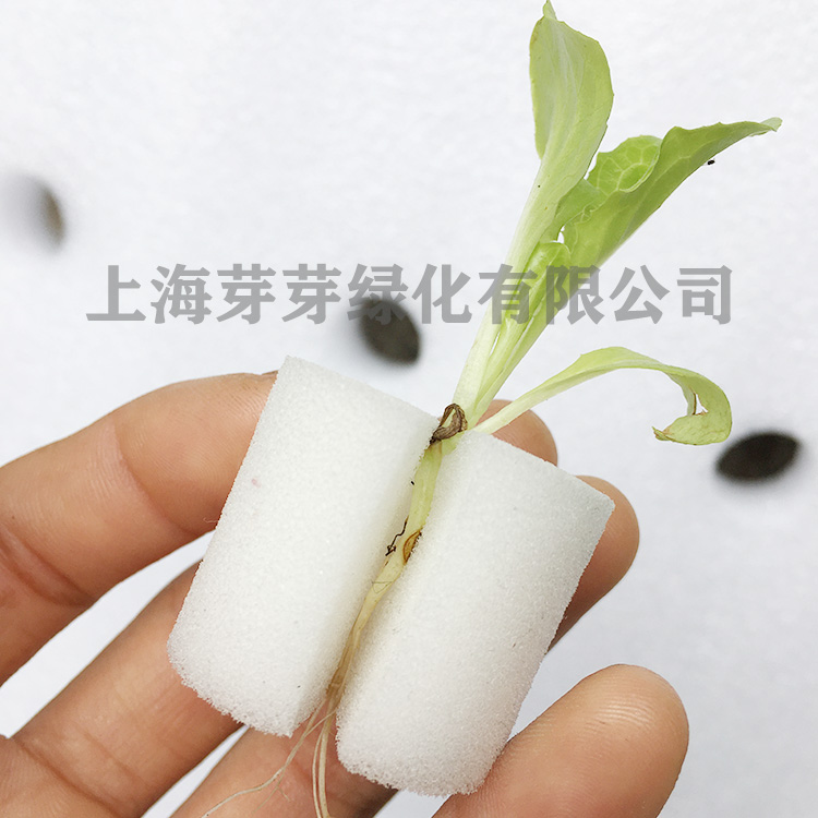 水培蔬菜定植棉圆形定植海绵固根器无土栽培设备育苗块种植棉包邮-图2