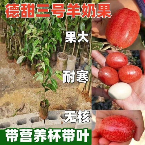 改良耐寒羊奶果苗盆栽地栽德甜三号果树苗南北方庭院四季种植果树 - 图1
