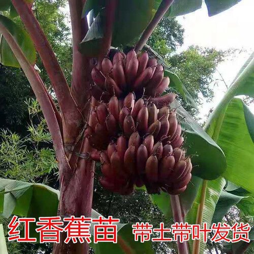 香蕉苗粉蕉苗红香蕉苗矮化蕉苗皇帝蕉香蕉果树苗高产香蕉带土带叶 - 图2